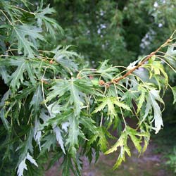 Maple, silver 'Laciniatum Wieri'